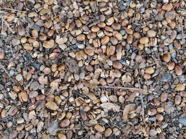 Acorns on the forest floor create an aesthetically pleasing natural pattern and showcase the beauty of the natural decomposition process in autumn. clipart