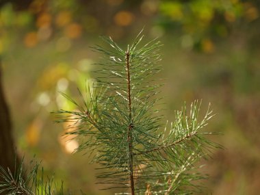 Çam ağaçları, genç ateş. 