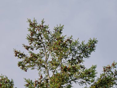 Çam ağacı kabuğu. Ruegen 'de, özellikle İskoç çamı (Pinus sylvestris) ve Avusturya çamı (Pinus nigra) yaygın olarak bulunur. Çam ormanları doğa turizmi ve ziyaretçiler için bir duraktır..