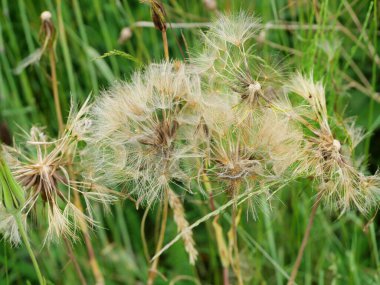 Goatsbeard with huge, ball-like seed heads, resembling dandelions. The parachutes of the seed heads just before dispersing make for captivating natural motifs. clipart