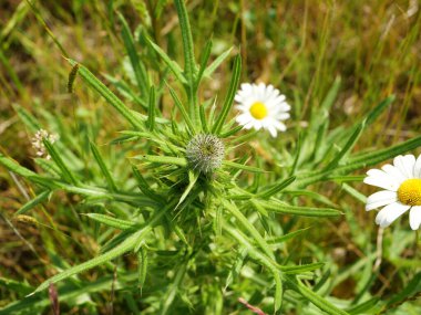 Viski devedikeni. Bu arada tüylü bir devedikeni, kabarık kafaları çiçek açmak üzeredir. Çiçek açma mevsimi için beklentiyle dolu güzel bir doğal motif..