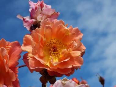 Sersemletici turuncu güller çalıların arasından çiçek açıyor. Canlı bir zarafet ve doğal güzellik gösterisi..
