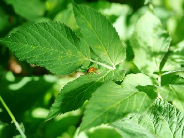 Polonya sineği. Ormandaki bir yaprağın üzerinde dinlenen küçük sarı bir askerin fotoğrafı. Alışılmadık rengi ve şekli onu büyüleyici bir fotoğraf konusu yaptı..