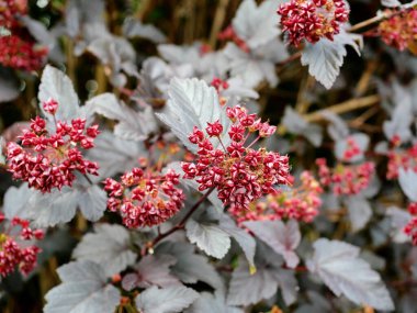 Ninebark. View of the seed pods and fruit clusters of the Fothergilla tree. These distinctive fruit structures provide a decorative and natural enhancement in autumn. clipart