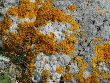 Caloplaca marina is a yellow marine lichen growing on coasts, enduring salt and environmental factors, providing key ecological information. clipart