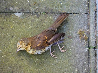 Yol kenarındaki yerleşim bölgesinde ölü bir ardıç kuşu. Kentsel kuş türlerinin gözlemlenmesi ve belgelendirilmesi için kaydedildi..