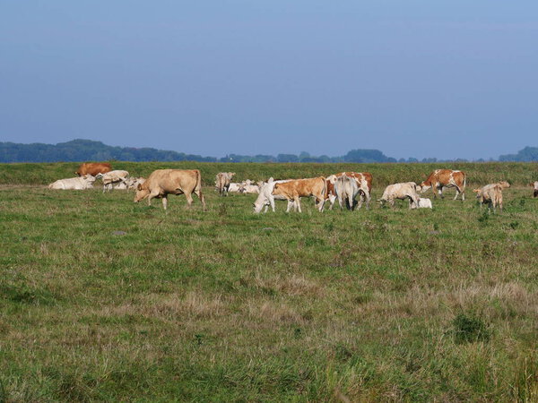 пастбище. На солончаках Умманца коровы и их телята находят хорошие условия для выращивания растений и устойчивого сельского хозяйства. Подходит в качестве фона, дизайна и текстовых областей.