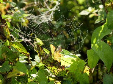 Örümcek ağları güneş ışığında ışıldıyor, dallar arasında keçeli çatı gibi uzanıyor. Ağ oluşturma sanatını gösteren büyüleyici bir doğal motif..