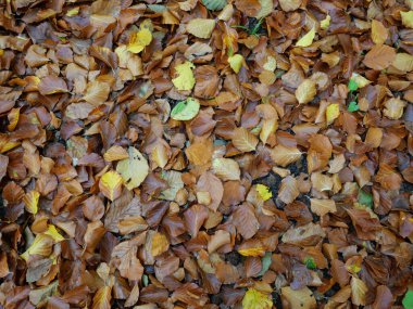 Foliage of beech leaves, Autumn leaves, gold, brown and yellow form a colorful carpet on the forest floor. Nature photography is perfect for autumn decorations. clipart