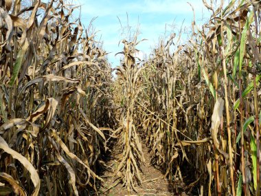 Hasat edilmemiş kuru mısır tarlası. Sonbaharda solmuş bir mısır tarlası, olgunlaşmamış koçanlarıyla, iklim değişikliğine kasvetli bir görünüm sunuyor ve sürdürülebilir tarımın önemini vurguluyor..