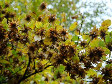 European Hornbeam in autumn. The Common Hornbeam (Carpinus betulus) produces fruit clusters in autumn, referred to as nutlets or seeds. clipart