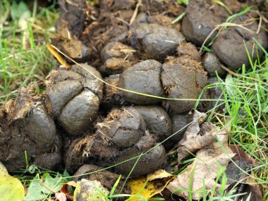 Tarım için değerli gübre olarak bir at gübresi yığını. Doğanın döngüsüne bir bakış..