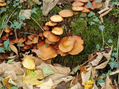Sopa süngerleri çürümüş odunları çürütür ve toprağı zenginleştirir. Doğadaki döngülerin büyüleyici bir örneği