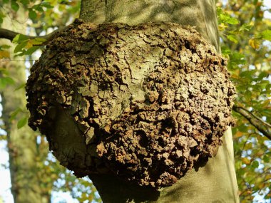 Kayın ağacındaki tahta boncuk. Kocaman burnu olan bir kayın ağacı. Bu ahşap burunları, genellikle estetik olarak memnun edici kabul edilen eşsiz bir hububat ve doku sergilerler.