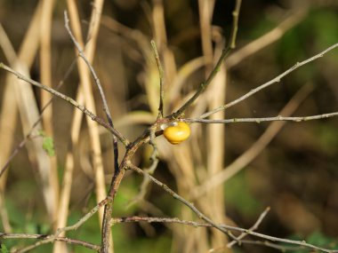 Small yellow grove snail. A small yellow grove snail sits on the autumn branches and has closed its snail shell for the winter. clipart