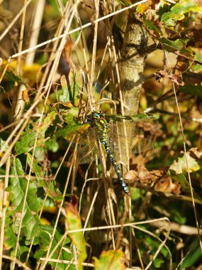 Southern Hawker dragonfly on a warm November day. The macro shot reveals the fascinating colors and patterns of this impressive insect. clipart