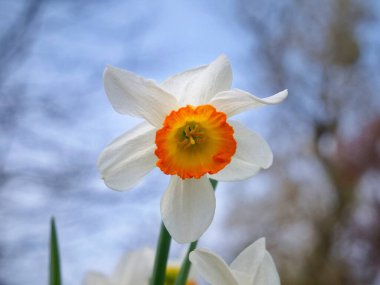 White daffodil. Spring meadow featuring white daffodils and assorted blooms: natural beauty and diversity, perfect for garden enthusiasts and nature lovers. Space for texts. clipart