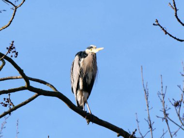 Balıkçıl avlanmaya hazır. Keskin bir göz ve hassas bir gagayla av için pusuya yatar ve kamuflajını mükemmel an için kullanır. Metinler ve tasarımlar için boşluk.