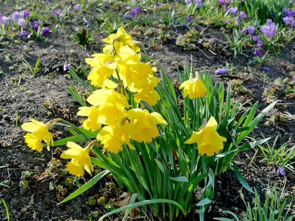 Sarı nergis. Sarı nergis ve diğer çiçeklerle bahar çayırı: Doğal güzellik ve çeşitlilik, bahçe tutkunları ve doğa severler için mükemmel