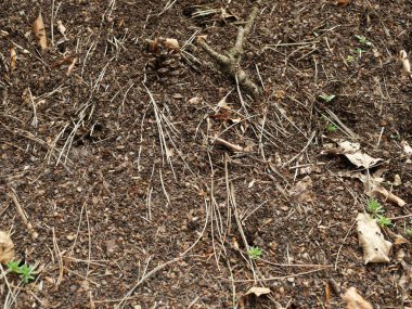 Kuzey Almanya 'da bir ormanda büyük bir orman karınca yuvası. Etkinler ve etkileyici yuva yapıları sergiliyorlar..