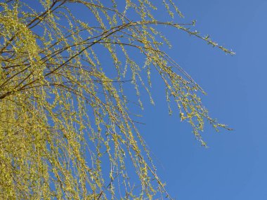 Ağlayan söğüdün yaprakları ve dalları ilk yeşil yapraklar ve yumuşak dallarla