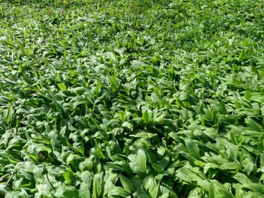 Uzun park ağaçlarının gölgesinde yetişen büyük, vahşi bir sarımsak çayırı. Parlak yeşil yaprakları ve beyaz çiçekleriyle bahar manzarasının cennet gibi bir fotoğraf motifi..