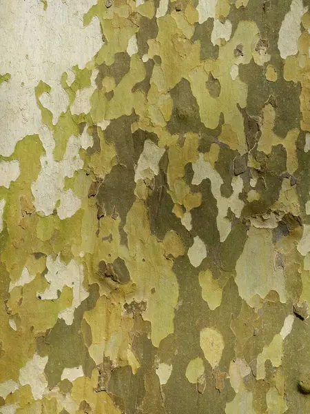 Tipik kamuflaj kabuğuna sahip bir uçak ağacı doğada kamuflaj için mükemmeldir. Doku veya arkaplan için.