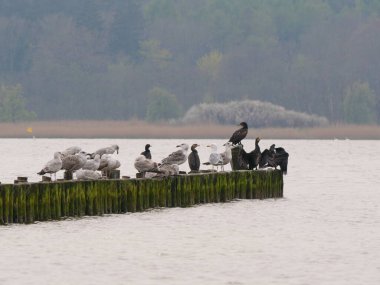 Karabataklar ve martılar bir Groyne üzerinde huzur içinde dinleniyor, tüyleri hazırlıyor ve kanatlarını kurutuyor doğada huzur verici bir uyum anı..