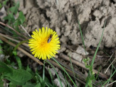 Yabani bir arı, düğün çiçeğinden nektar toplar. Doğada ilkbahar duyguları.
