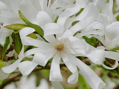Full Bloom 'daki Yıldız Manolyası. Beyaz yıldız manolyası ince yapraklar ve sarı-yeşil bir yumurtalıkla çiçek açar. Çiçek açmış bir bahar mucizesi.