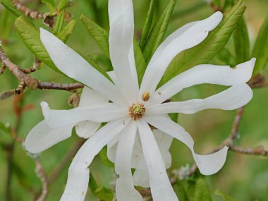 Full Bloom 'daki Yıldız Manolyası. Beyaz yıldız manolyası ince yapraklar ve sarı-yeşil bir yumurtalıkla çiçek açar. Çiçek açmış bir bahar mucizesi.