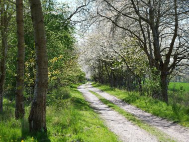 İçi beyaz kirazlarla dolu boş bir yol güneşli bir bahar ormanına götürür. Saf bir bahar ormanı ve özgürlük hissi..