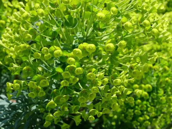 Parlak yeşil Euphorbia palustris baharda açılır. Bir bitki portresindeki yapı ve renk.
