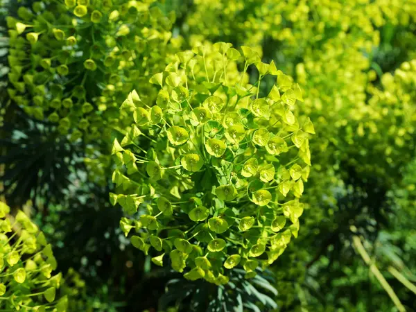 Parlak yeşil Euphorbia palustris baharda açılır. Bir bitki portresindeki yapı ve renk.