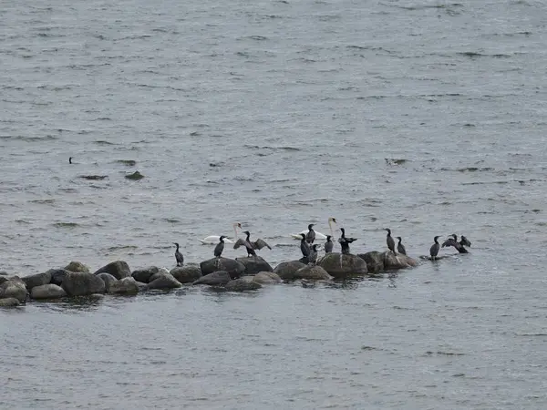 Karabataklar Bodden 'da taş bir duvarda duruyor. Kuğular huzur içinde süzülüyor..