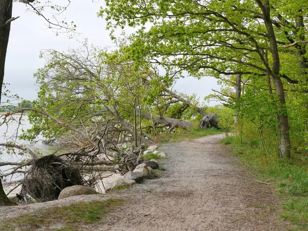 Greifswald Bodden 'da devrilmiş ağaçlarla birlikte sahil erozyonu. Greifswald Bodden 'da yeni bir sahil molası. Devrilmiş ağaçlar suda yatıyor. Aşınma ve iklim değişikliğinin işareti..