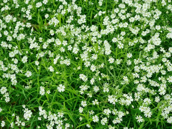 Beyaz solucanlar orman kenarında çiçek açar. Kibarca ve incelikle, açıklığı süslüyorlar. Bahar doğası görüntüsü.