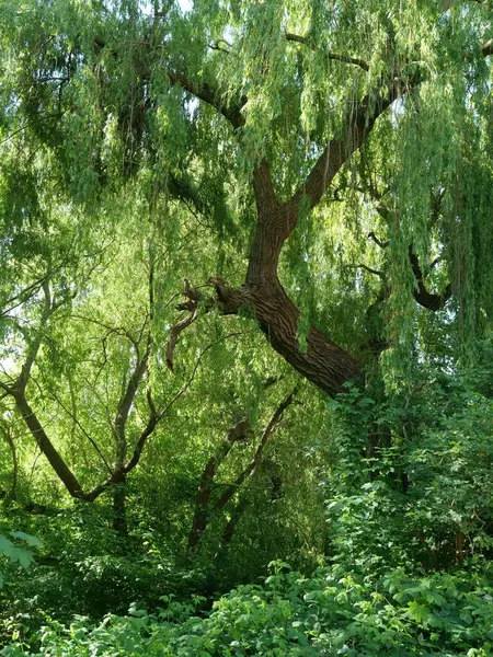 Şehir parkındaki Urban Waterside 'da yaşlı Willow. Green Park 'taki şehir limanında büyük bir söğüt ağacı. Metinler ve tasarımlar için boşluk.