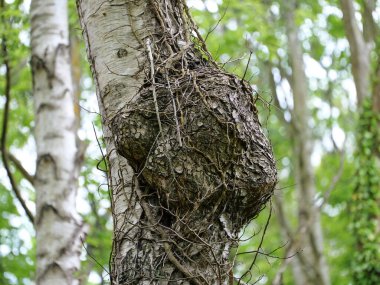 Sarmaşığa sarılı bir huş ağacının üzerinde büyük bir burl. Ormanda bulundu. Uzayı kopyala Metinler ve tasarımlar için boşluk
