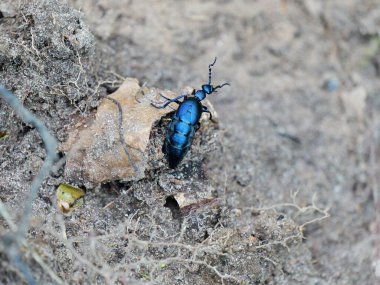 Orman zemininde koyu mavi yağ böceği. Zehirli ama büyüleyici. Uzayı kopyala Metinler ve tasarımlar için boşluk