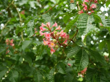 Çiçek açtıktan sonra ilk yeşil meyvelerle birlikte kırmızı kestane çiçekleri. Uzayı kopyala Metinler ve tasarımlar için boşluk.