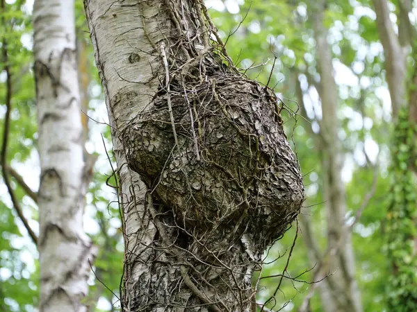 Sarmaşığa sarılı bir huş ağacının üzerinde büyük bir burl. Ormanda bulundu. Uzayı kopyala Metinler ve tasarımlar için boşluk