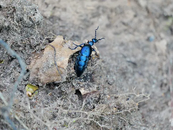 Orman zemininde koyu mavi yağ böceği. Zehirli ama büyüleyici. Uzayı kopyala Metinler ve tasarımlar için boşluk
