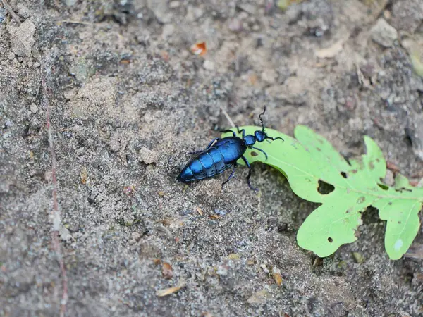 Orman zemininde koyu mavi yağ böceği. Zehirli ama büyüleyici. Uzayı kopyala Metinler ve tasarımlar için boşluk