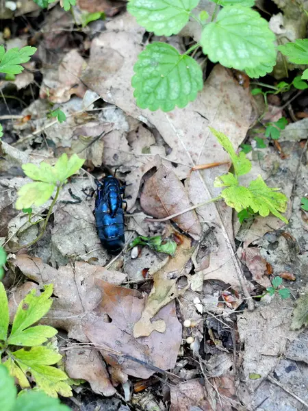 Bir çift yağ böceği orman zemininde çiftleşiyor. Erkek, büyük dişinin üzerine oturur. Nadir fotoğraf. Metinler ve tasarımlar için boşluk kopyala.