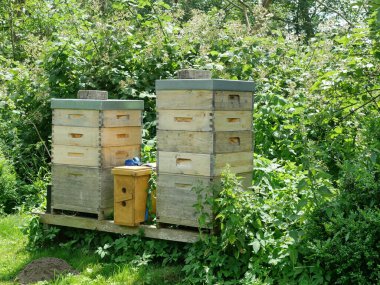 Ormanın kenarında böcek oteli olan iki arı kovanı. Biyolojik çeşitliliğin ve çevresel bakımın sembolü. Boşluğu kopyala.