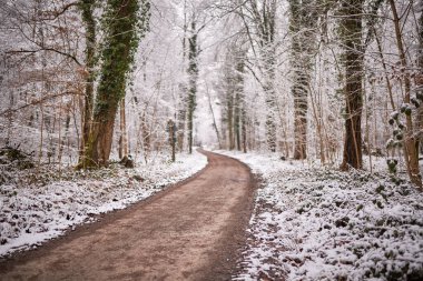 Kış mevsiminde Karlı Orman Yolu Serene Doğa Peyzajı 'nın dolambaçlı orman yolu kış günü, karla kaplı ağaçlar ve hafif karla çevrili. Çıplak dallar ve hafif ışıklandırma, doğal ve mevsimsel koşullar için mükemmel, sakin, atmosferik bir sahne yaratır.