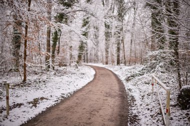 Kış mevsiminde Karlı Orman Yolu Serene Doğa Peyzajı 'nın dolambaçlı orman yolu kış günü, karla kaplı ağaçlar ve hafif karla çevrili. Çıplak dallar ve hafif ışıklandırma, doğal ve mevsimsel koşullar için mükemmel, sakin, atmosferik bir sahne yaratır.