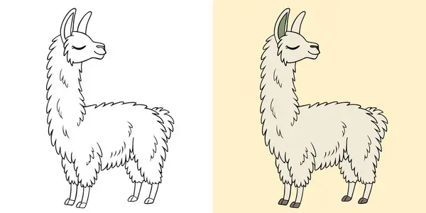 İki şekilde gösterilen eğlenceli bir alpaka çizimi: monokrom ve renkli. Eğitici ve yaratıcı projeler için mükemmel