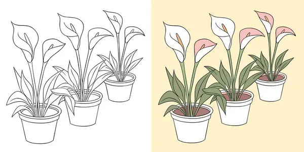 Zarif beyaz ve pembe taç yapraklı nasırlı çiçekler basit kaplarda sergilenir. Yemyeşil yapraklar narin arkaplanlarına karşı narin güzelliklerini tamamlıyorlar..